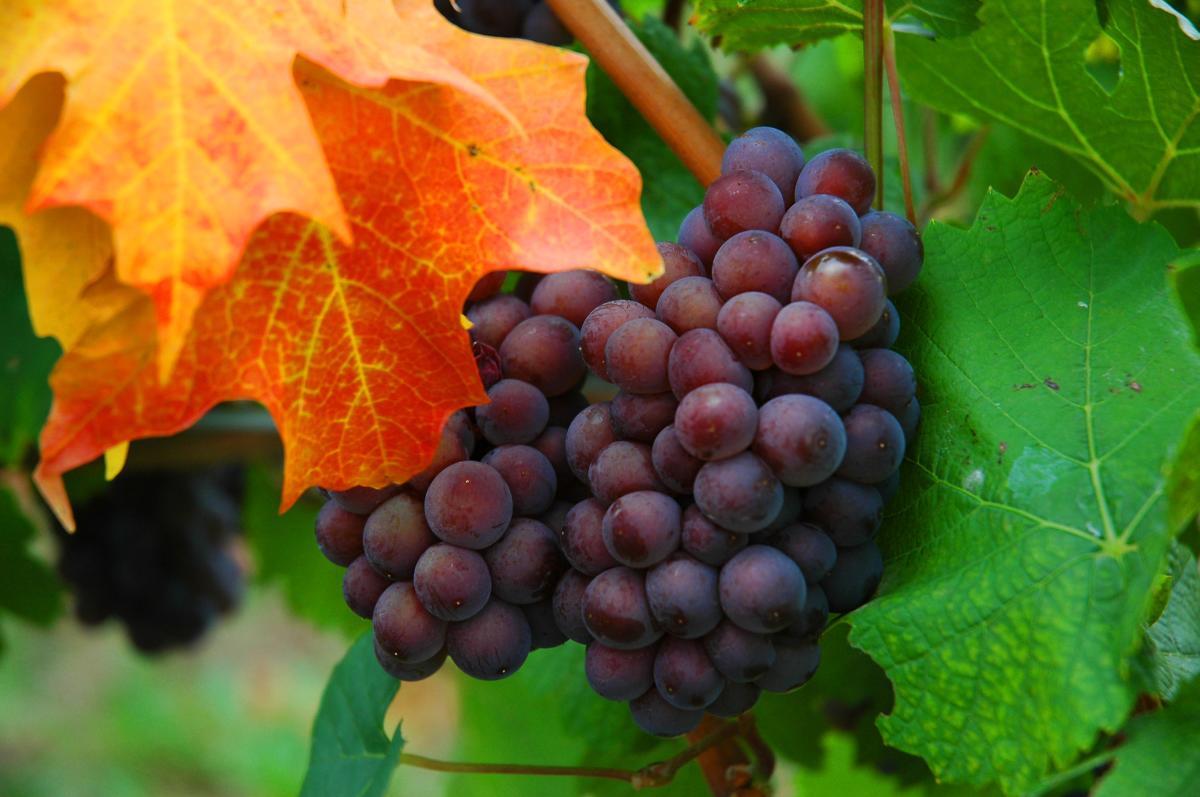 Traverse City Wine Grapes 