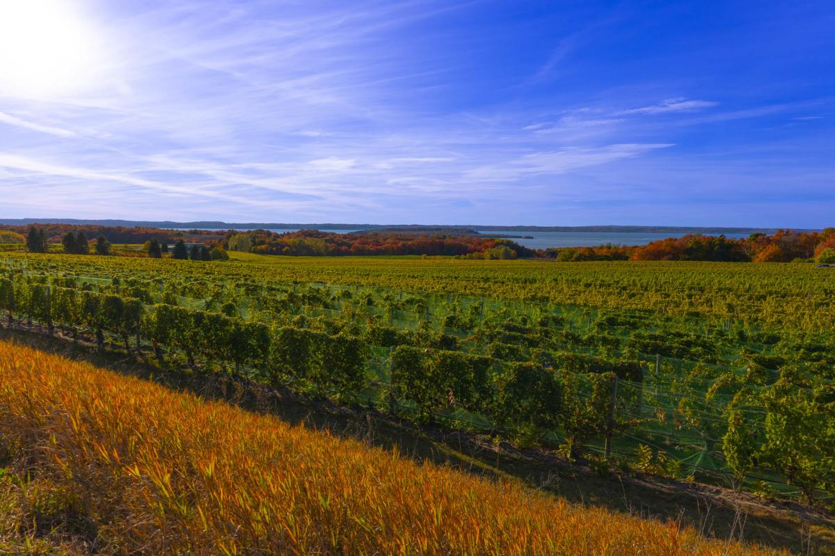 Near harvest at Chateau Grand Traverse