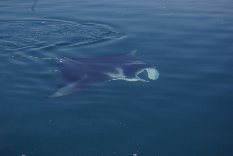 mta-ray-cobourg-peninsula-marine-park-venture-north