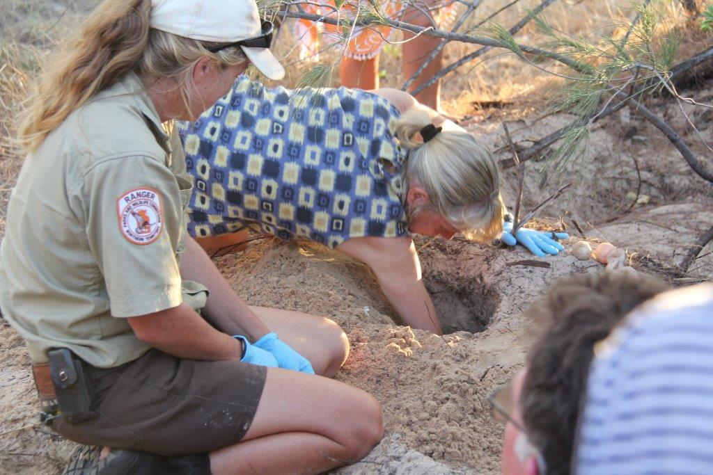 turtle-hatching-release-cobourg-peninsula-venture-north