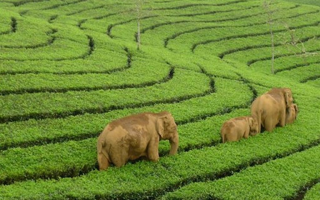 munnar-in-summer